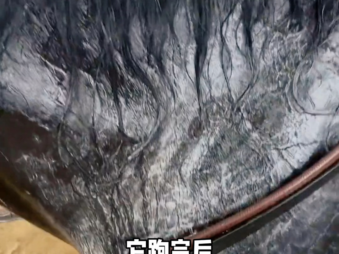 马狂奔10公里出汗15升，散热是它保命的关键！
