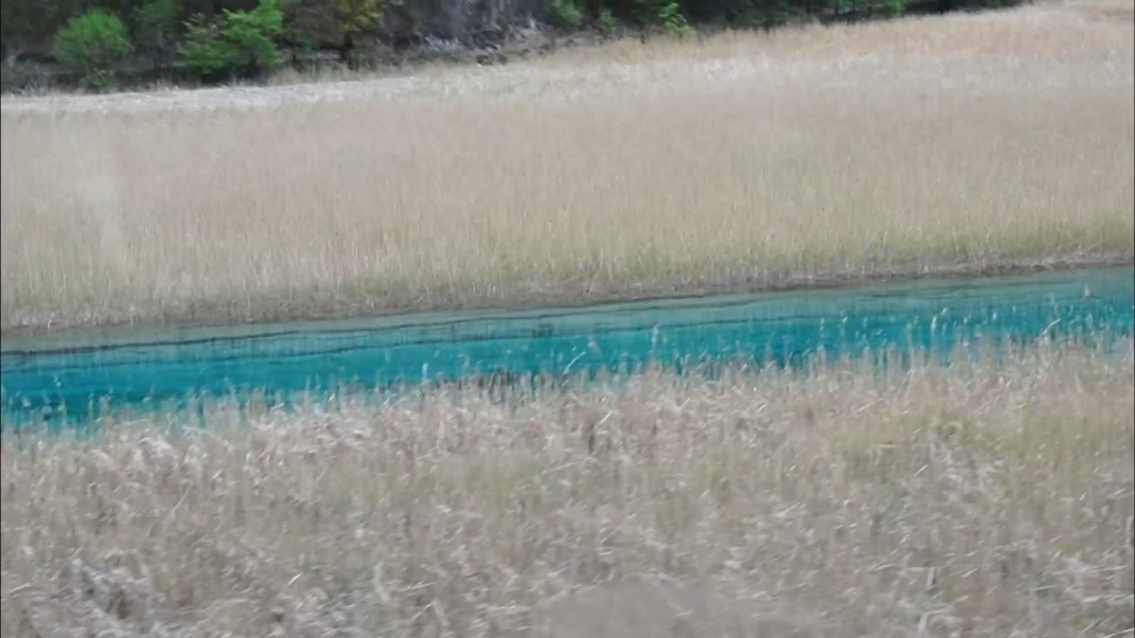 芦苇海，九寨沟的芦苇海