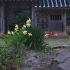 多雨的老房子花园，被雨淋湿的水仙花更加美丽。 雨声
