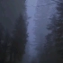 【自然音】在森林中开车时的下雨声
