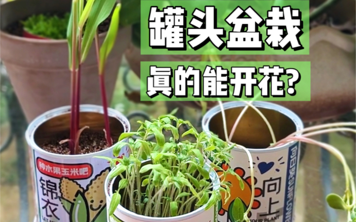 网红罐头盆栽的真实种植体验！真的能开花结果不？