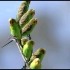 【翻译】澳洲的黄绿旋风——虎皮鹦鹉