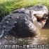 大鳄鱼捕食1.8米的小短吻鳄，仅用了两分钟，就全部吞进肚子