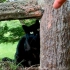 恥ずかしがり屋の黒猫ちゃん、道路脇に逃げるもゴロンゴロン転がるようになった