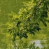 “绿树阴浓夏日长，楼台倒影入池塘。”-养眼空镜头【1】