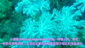 啥是海葵 878764aa631186f4fb83f04b45a7f0bb3abeb5ce.jpg@280w_158h_1c_100q.jpg