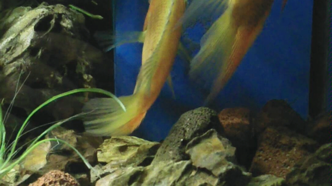 壁纸 动物 海底 海底世界 海洋馆 水族馆 鱼 鱼类 1086_610