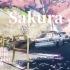 【G Rabbit】SAKURA ~喵子生贺~（cover：いきものがかり）