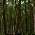 4K高清 原始森林景色 美不胜收