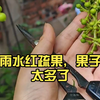 雨水红疏果，果子太多了，搞得头皮发麻