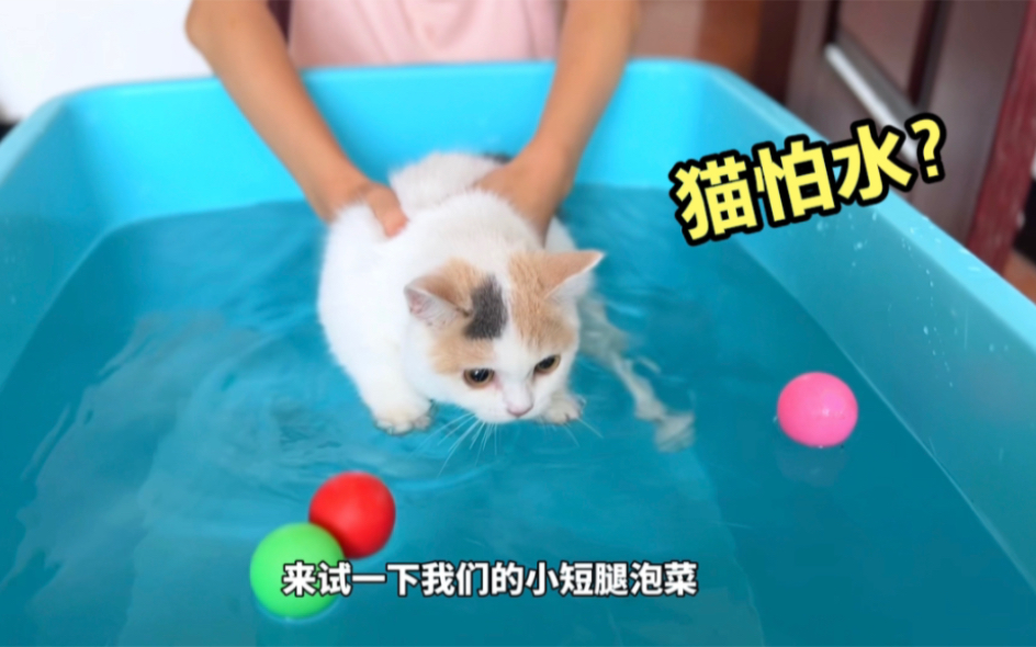 都说猫天生怕水，不同品种的猫果然不一样！