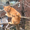 昂！？一群小孩儿哥打电话给119救猫！场面一度混乱