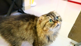 怎么才能让小猫不翻东西吃 87f598b96cb06ae5cbb7367712c79c61ee029b30.jpg@280w_158h_1c_100q.jpg