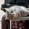 【西伯利亚森林猫】从心形到直线的自由变形
