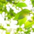 【4K素材】治愈温暖阳光逆光植物树叶漏光4K实拍