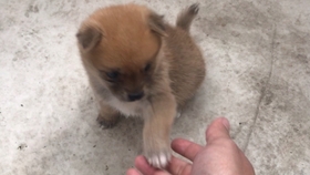 几个月可以把屎把尿啊 882279f9a6a58ce6c02850db7fe69ea3941f3d82.jpg@280w_158h_1c_100q.jpg