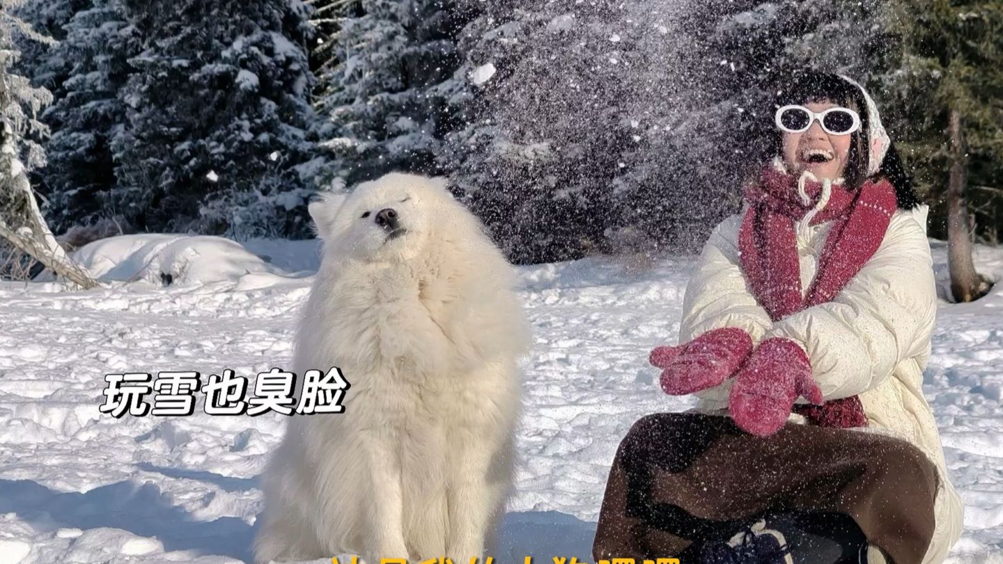 我的萨摩耶，不会笑。