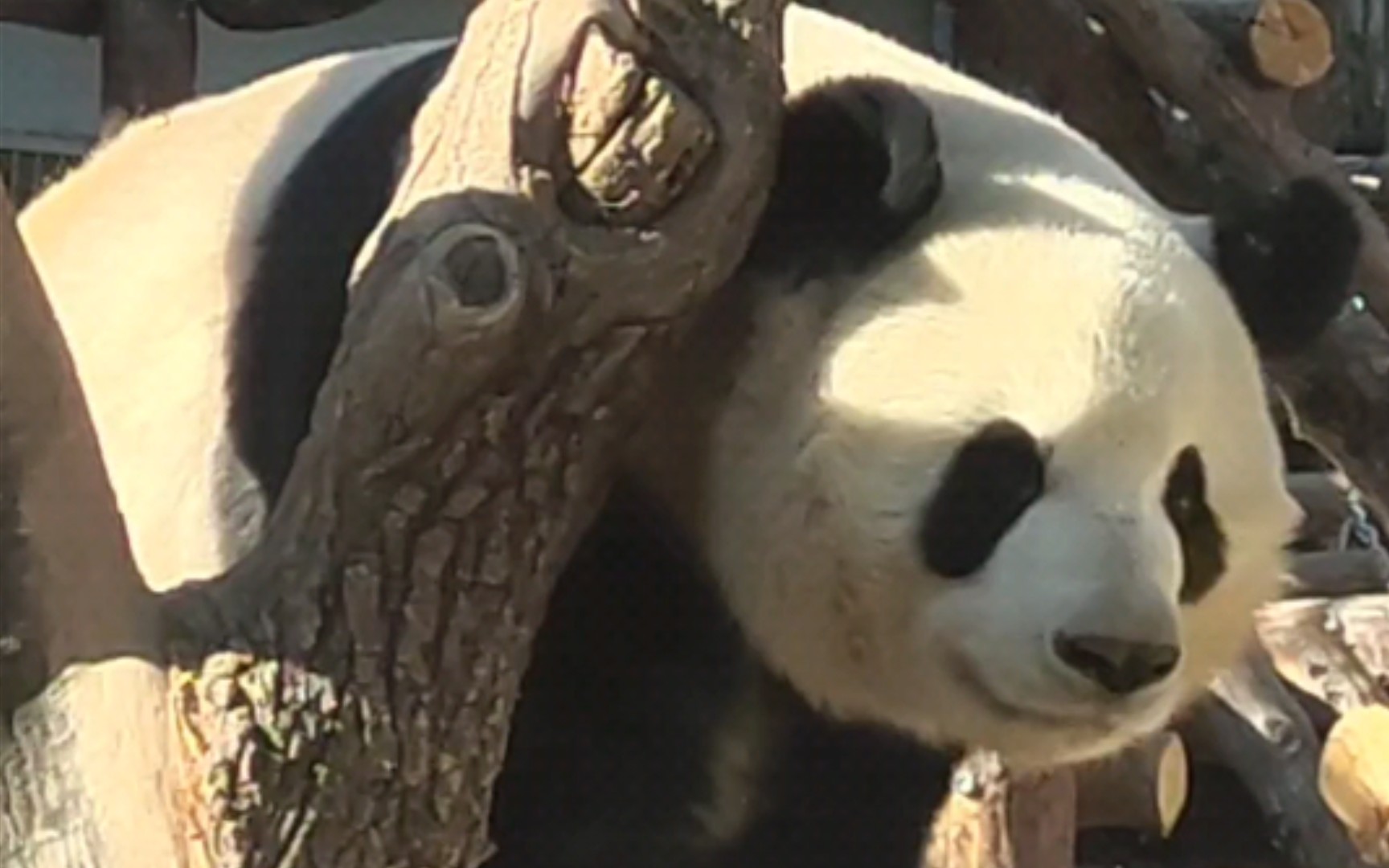 四只大熊猫幼仔躺成一排相亲相爱_凤凰网视频_凤凰网