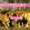 农村土狗随移民到达澳洲后，成为食物链顶端的霸主