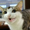 骗人的骗人的！夹子猫终于露出真面目了