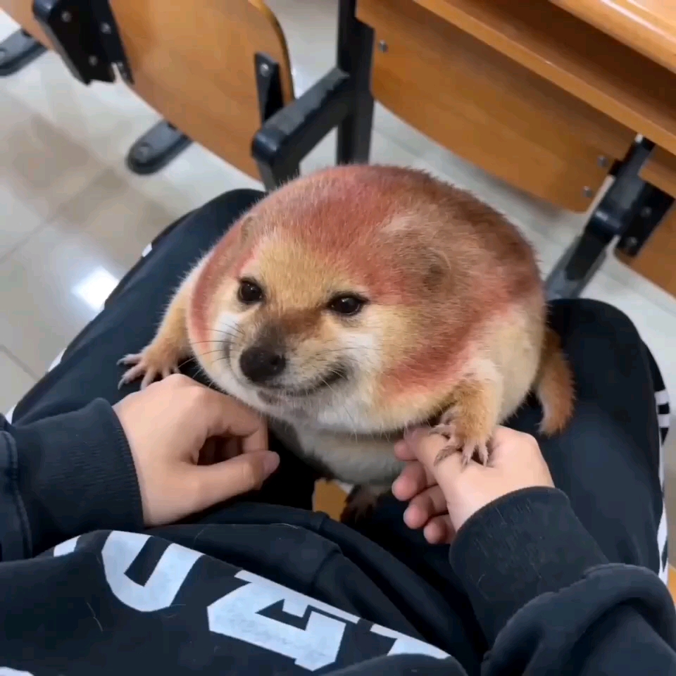 带着我的刀盾去上课时被老师点名