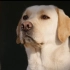 导盲犬纪录片《你好，请看见我》