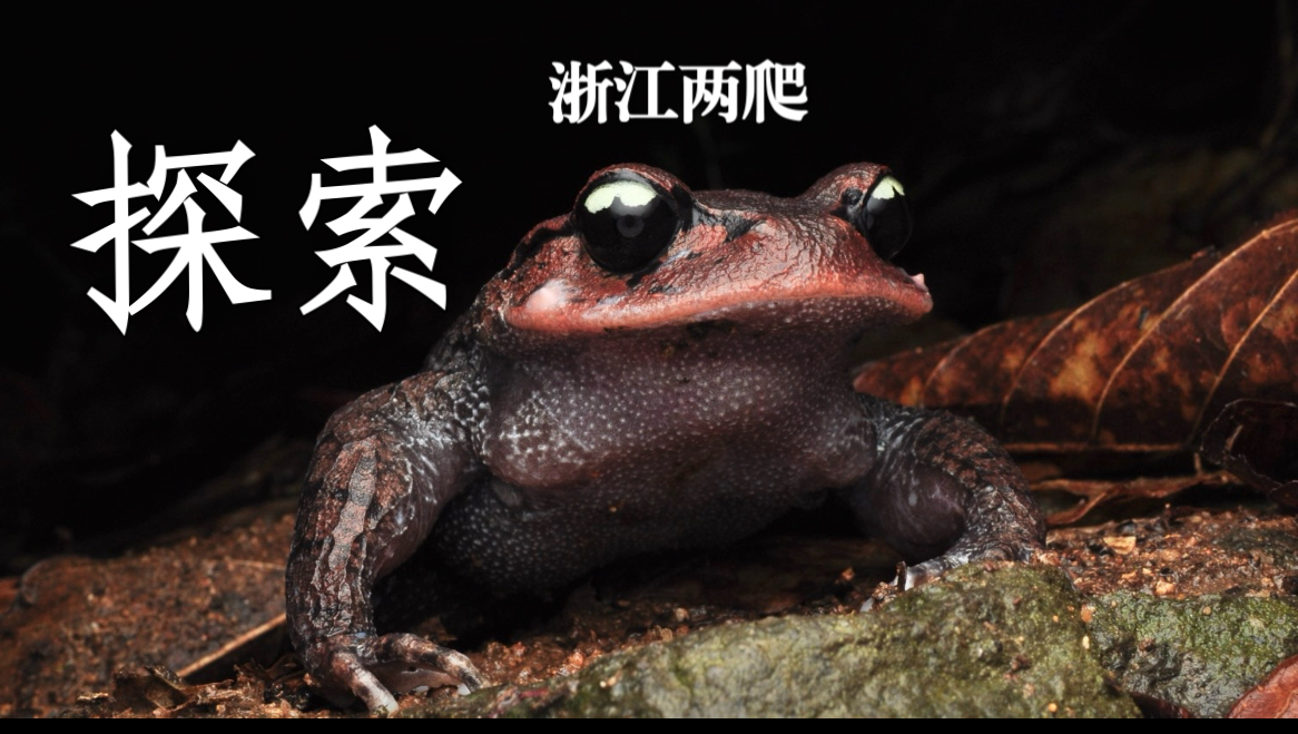 探秘浙江高山生物 竟发现胡子怪蟾 还遭遇大量剧毒青蛇