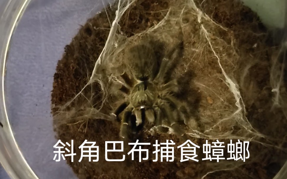 斜角巴布捕食
