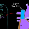 Foramen ovale and ductus arteriosus | Circulatory system physiology | NCLEX-RN