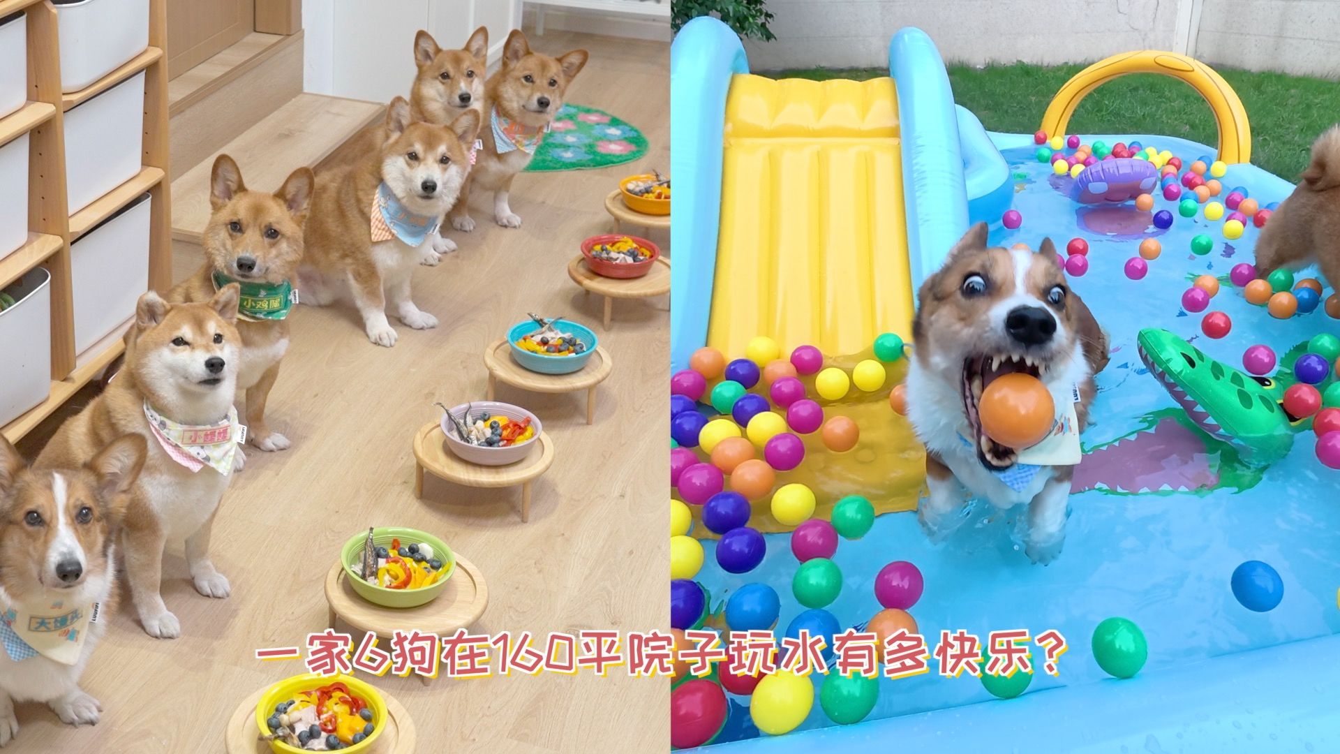 一家6狗在160m²院子玩水有多快乐?