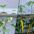【延时摄影】黄辣椒从发芽到成熟的过程是怎样的？