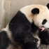 【大熊猫】【中字】KoreanTV 大熊猫苏琳和她的宝宝2014