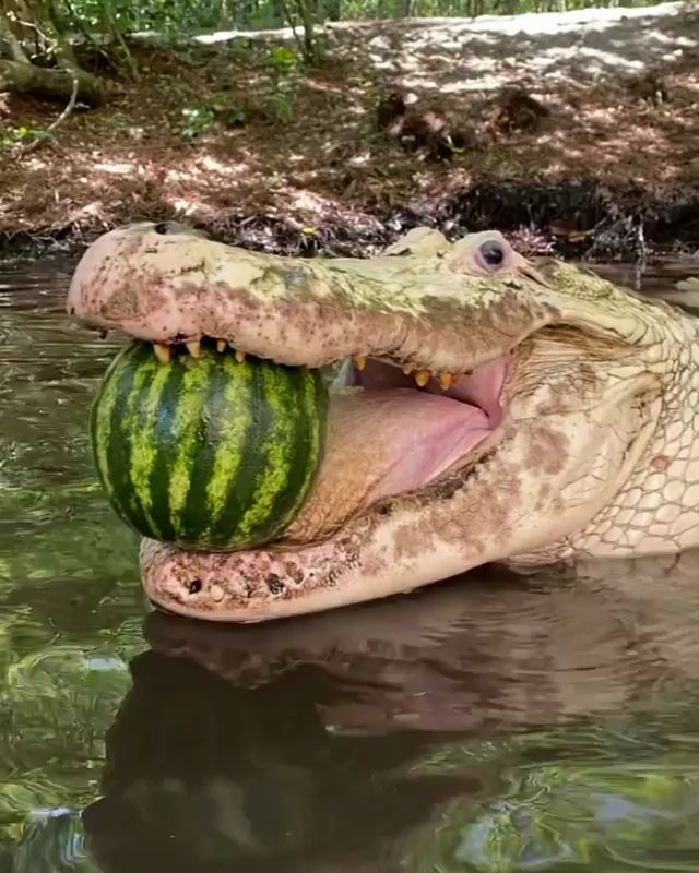 鳄鱼吃西瓜