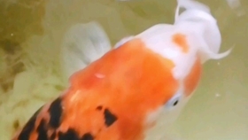 88bb4f678820e7e513309d6a21ba1e23954b94ba.jpg@280w_158h_1c_100q.jpg