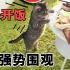 【猫奴的日常】给4只猫咪包了顿饺子，罐头馅儿的！