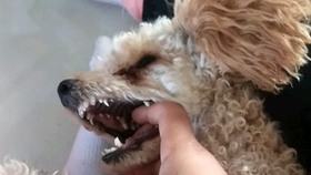 狗为啥怕洗澡 88be4f20501835279e9e1f6e72e46bd69aef56bb.jpg@280w_158h_1c_100q.jpg