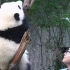 大熊猫 和花：呜呜呜……奶爸 痛痛痛求安慰~