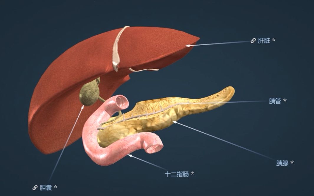 十二指肠胆囊肠腺管腺肝脏结构与功能