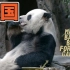 【美国 圣迭戈动物园】 大熊猫 高高&白云 170908 白云26岁生日