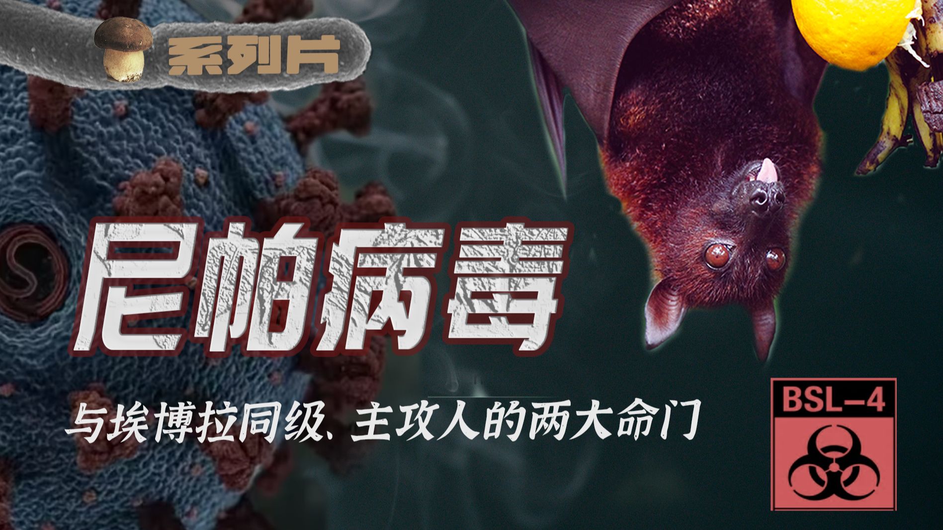 追溯超强4级病毒尼帕20年，为何它仍是无解的致命威胁？【传染病系列26】