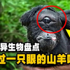 盘点全球变异生物，你绝对没有见过这样的生物！在印度它们是神