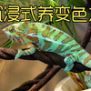 沉浸式养变色龙，记录2年饲养变色龙的过程，太好玩太有趣了