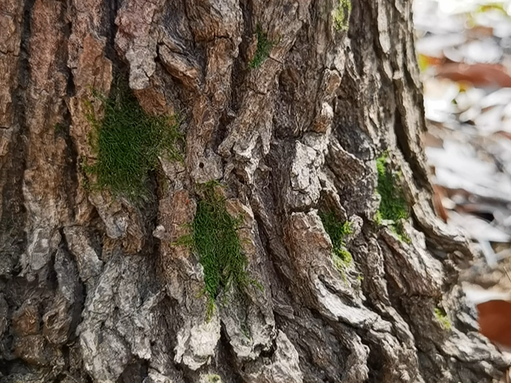 怎么在树皮上种植苔藓？