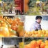 3790703     脐橙丰收节新鲜水果精准扶贫脱贫攻坚致富采摘脐橙运输视频素材