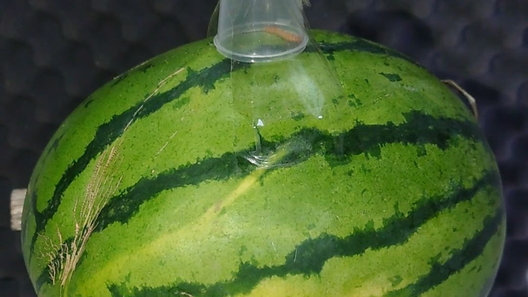 一只面包虫VS一整只西瓜