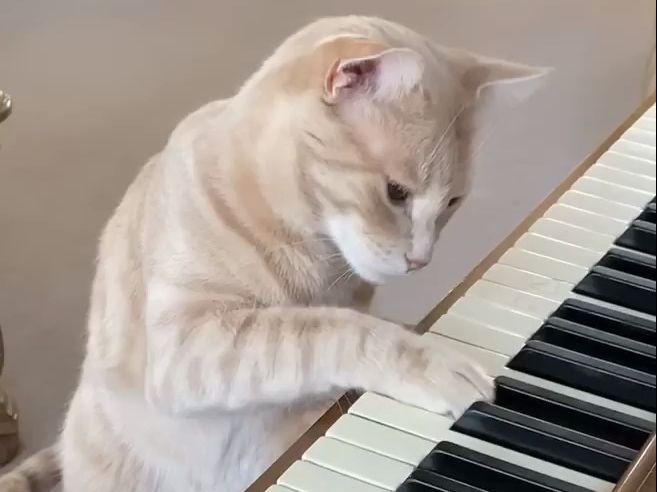 猫猫会弹钢琴不可怕，可怕的是小编半夜里听到钢琴自己响起还觉得弹得不错......