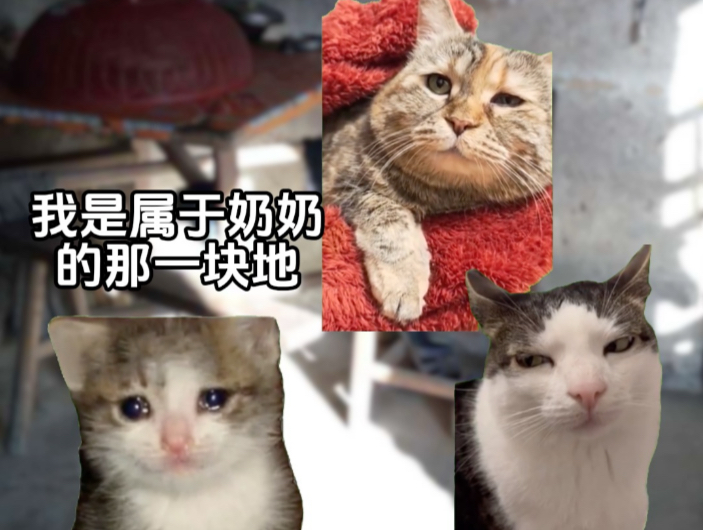 臣无祖母无以至今日#猫meme#温情