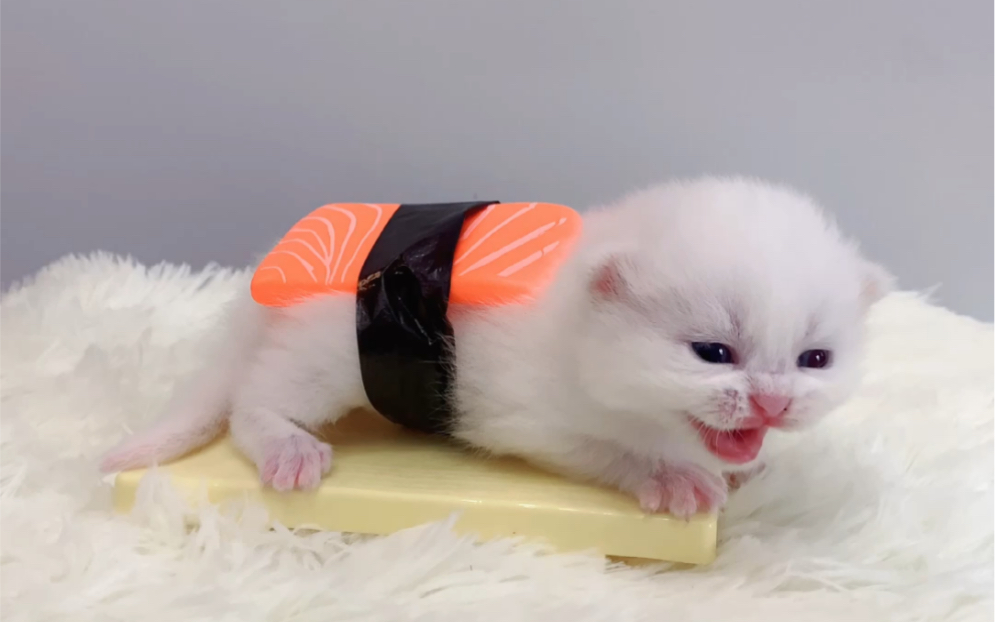 手把手教你们怎么制作香甜可口的猫猫头寿司