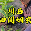 农村纪实2025年川西烟农田间实拍，川西田间烟农的生活状态，川西霸烟叶种植实拍，烟农的田间管理经验，老烟农传授烟叶种植的田间管理技术