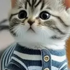 世界上最可爱的猫咪，有趣的灵魂仅此一只